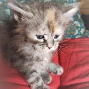 bashabas clan's tocata Femelle Maine coon