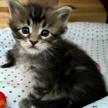 bashabas clan's tostaki Mâle Maine coon