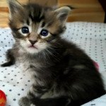 bashabas clan's tostaki Mâle Maine coon bashabas clan's tostaki Mâle Maine coon