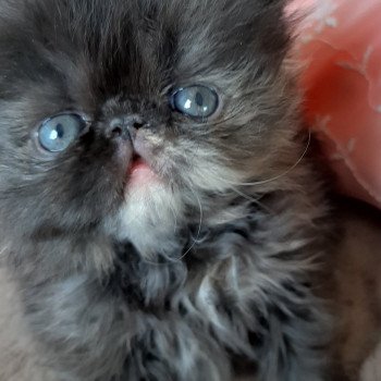 Chaton Persan A Vendre En Normandie Chat Et Chaton Com Chaton Persan A Vendre En Normandie Chat Et Chaton Com
