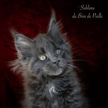 Sublime du Brin de Paille Femelle Maine coon