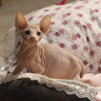 Sonic De croque titi Mâle Sphynx