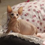 Sonic De croque titi Mâle Sphynx Sonic De croque titi Mâle Sphynx
