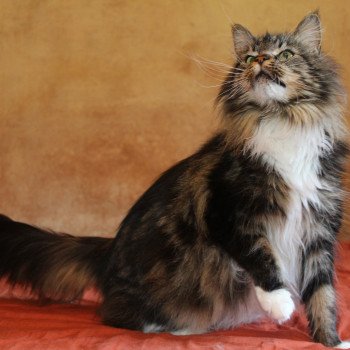 MILADY Femelle Maine coon