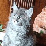 Senso Mâle Maine coon Senso Mâle Maine coon