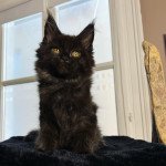 Tsubasa Du Cocoon de Jensha Mâle Maine coon Tsubasa Du Cocoon de Jensha Mâle Maine coon