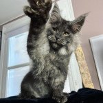 Takko Du Cocoon de Jensha Mâle Maine coon Takko Du Cocoon de Jensha Mâle Maine coon