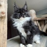 Tyskie Du Cocoon de Jensha Femelle Maine coon