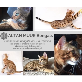 Chatterie Altan Muur Bengals