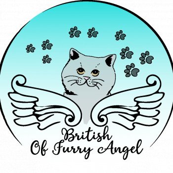 British Of Furry Angel