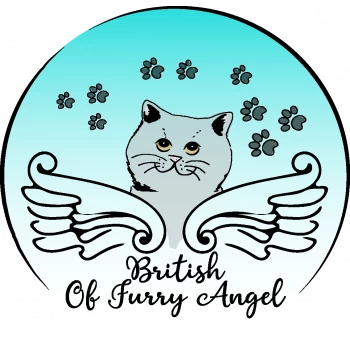 British Of Furry Angel