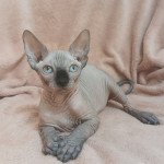 Ulysse Luso cats Mâle Sphynx Ulysse Luso cats Mâle Sphynx