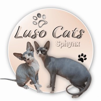 Chatterie Luso Cat's