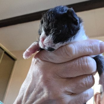 Agamemnon des Furoles d'Ajol Mâle Selkirk Rex