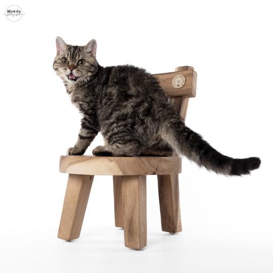CHP WCF Aristote Mâle Selkirk Rex