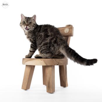 CHP WCF Aristote Mâle Selkirk Rex