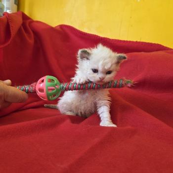 Baïla des Furoles d'Ajol Femelle Selkirk Rex Longhair