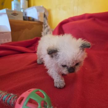 Be-Bop des Furoles d'Ajol Mâle Selkirk Rex Longhair