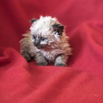 Biguine des Furoles d'Ajol Femelle Selkirk Rex Longhair