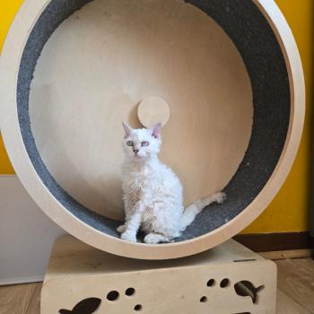 Boa-Vista des Furoles d'Ajol Femelle Selkirk Rex Longhair