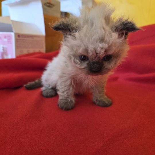 Boogaloo des Furoles d'Ajol Mâle Selkirk Rex Longhair