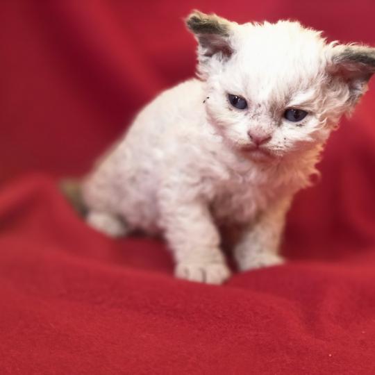 Boogie-Woogie des Furoles d'Ajol Mâle Selkirk Rex Longhair