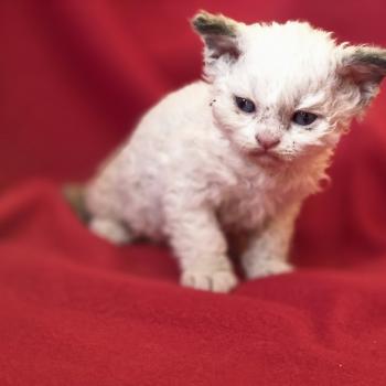 Boogie-Woogie des Furoles d'Ajol Mâle Selkirk Rex Longhair
