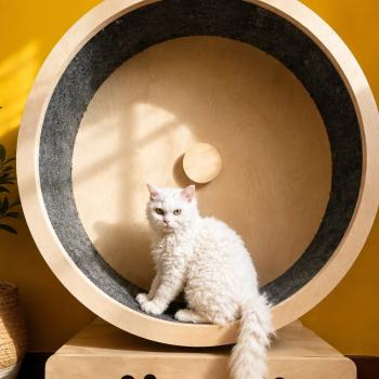 Bornéo des Furoles d'Ajol Mâle Selkirk Rex Longhair