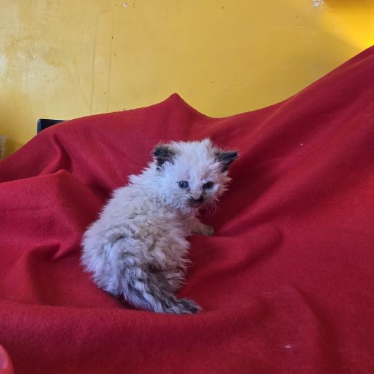 Bossa-Nova des Furoles d'Ajol Femelle Selkirk Rex Longhair
