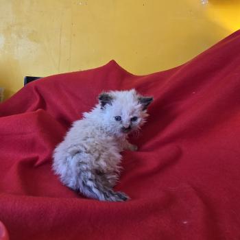 Bossa-Nova des Furoles d'Ajol Femelle Selkirk Rex Longhair