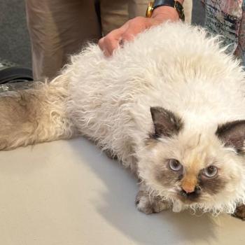 Bossa-Nova des Furoles d'Ajol Femelle Selkirk Rex Longhair