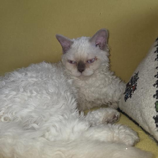 chaton Selkirk Rex Longhair Bunaken Selkirks des Furoles d'Ajol lilac smoke point bicolor