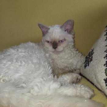 Bunaken des Furoles d'Ajol Mâle Selkirk Rex Longhair