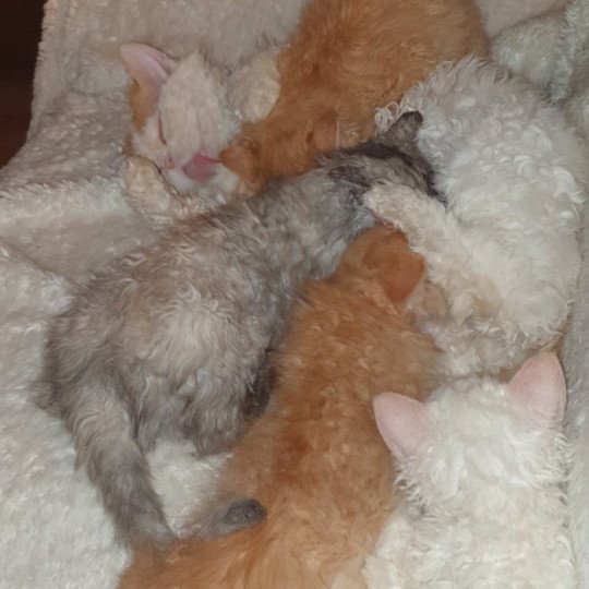 chat Selkirk Rex red & blanc arlequin Petrovo Selkirks des Furoles d'Ajol red & blanc arlequin