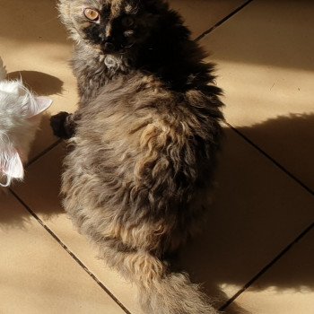 Rondinella des Furoles d'Ajol des Furoles d'Ajol Femelle Selkirk Rex Longhair