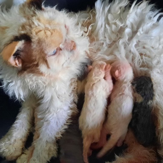 chat Selkirk Rex Longhair seal tortie point bicolor N4 Sarabande des Furoles d'Ajol Selkirks des Furoles d'Ajol seal tortie point bicolor