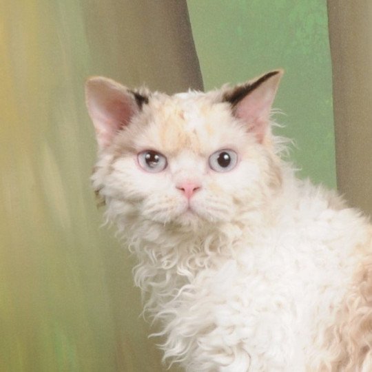 chat Selkirk Rex Longhair seal tortie point bicolor N4 Sarabande des Furoles d'Ajol Selkirks des Furoles d'Ajol seal tortie point bicolor