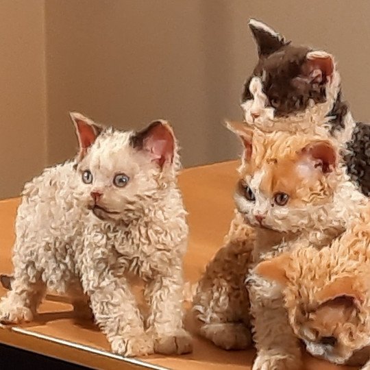 chat Selkirk Rex Longhair seal tortie point bicolor Sarabande des Furoles d'Ajol Selkirks des Furoles d'Ajol seal tortie point bicolor