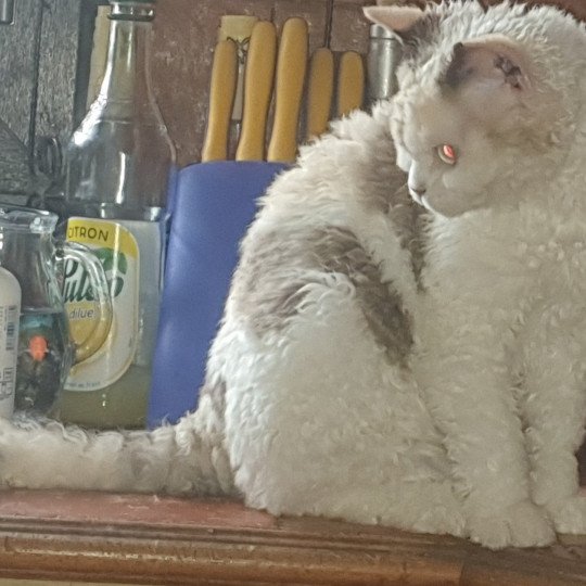 chat Selkirk Rex Longhair seal tortie point bicolor Sarabande des Furoles d'Ajol Selkirks des Furoles d'Ajol seal tortie point bicolor