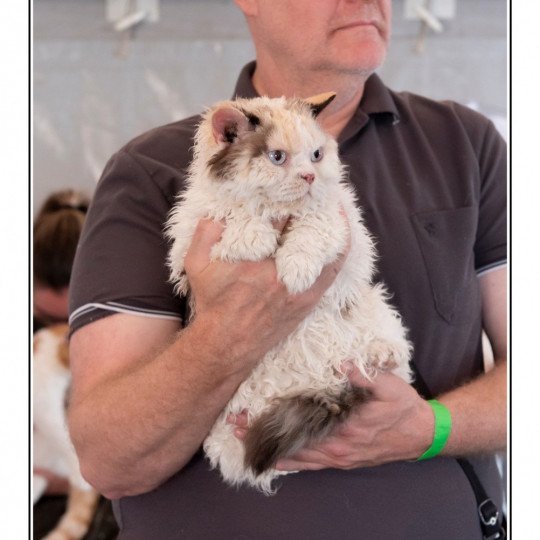 chat Selkirk Rex Longhair seal tortie point bicolor Sarabande des Furoles d'Ajol Selkirks des Furoles d'Ajol seal tortie point bicolor