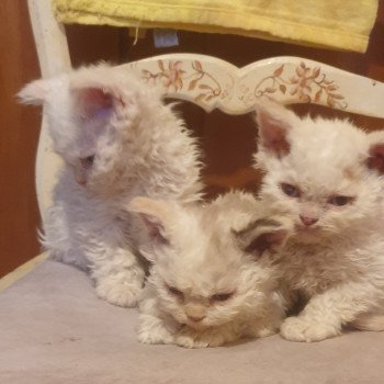 Umi-Polaris des Furoles d'Ajol Mâle Selkirk Rex Longhair