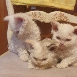Umi-Polaris des Furoles d'Ajol Mâle Selkirk Rex Longhair Umi-Polaris des Furoles d'Ajol Mâle Selkirk Rex Longhair