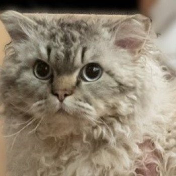 N4 Uttini Mâle Selkirk Rex Longhair