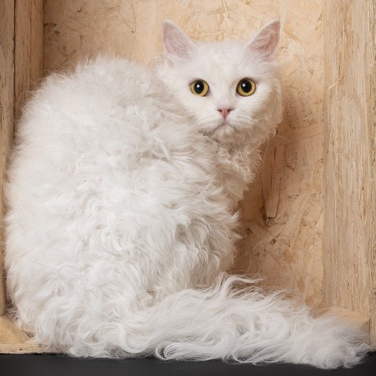 chaton Selkirk Rex Longhair white Vanikoro des Furoles d'Ajol Selkirks des Furoles d'Ajol white 