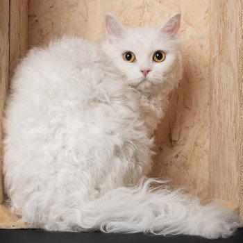 N4 GIC WCF - LOOF GCIn Vanikoro des Furoles d'Ajol des Furoles d'Ajol Femelle Selkirk Rex Longhair