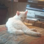 Urania des Furoles d'Ajol des Furoles d'Ajol Femelle Selkirk Rex Urania des Furoles d'Ajol des Furoles d'Ajol Femelle Selkirk Rex