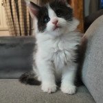 Ti amo Del Compo di Licata Mâle Maine coon Ti amo Del Compo di Licata Mâle Maine coon