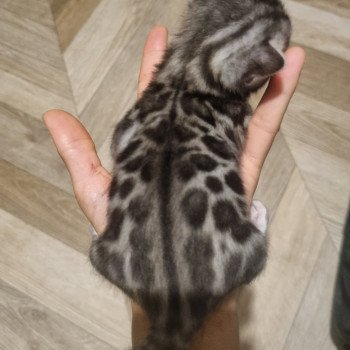 Alma Des Terres de Gaïa Femelle Bengal