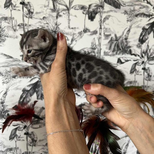 Alma Des Terres de Gaïa Femelle Bengal