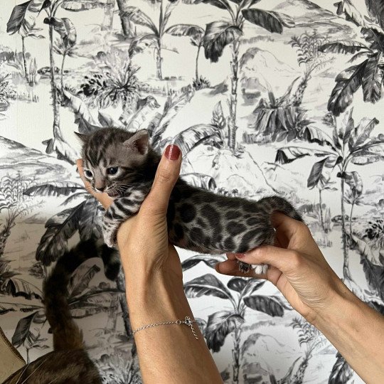 chaton Bengal silver spotted / rosettes Arès Chatterie des Terres de Gaïa silver spotted / rosettes